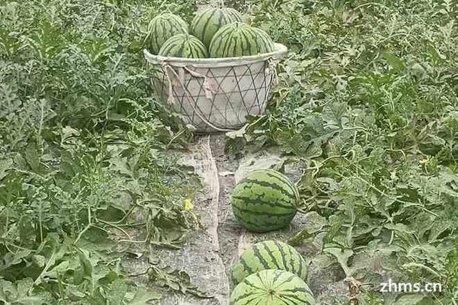 麒麟无籽西瓜多少钱一斤(图2)