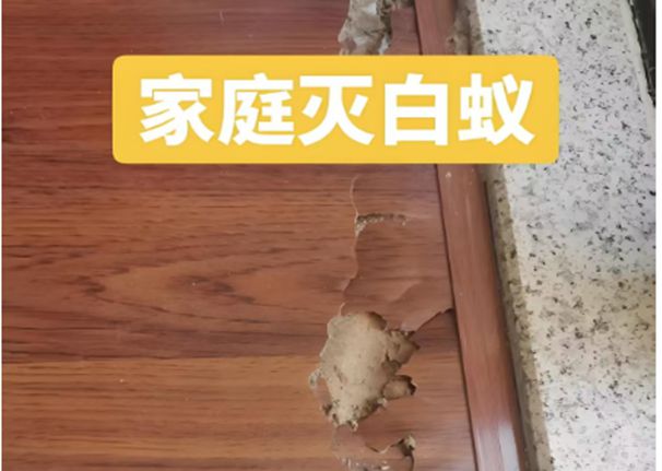 衢州白蚁消杀衢州白蚁防治所电话家庭灭、防治