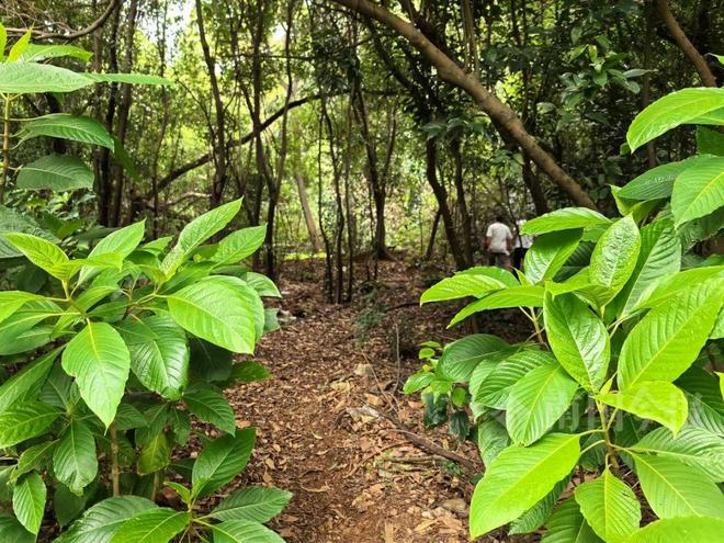 龙潭公园出现奇怪箭头山上绿植被砍断！园方：危险不要去！(图3)