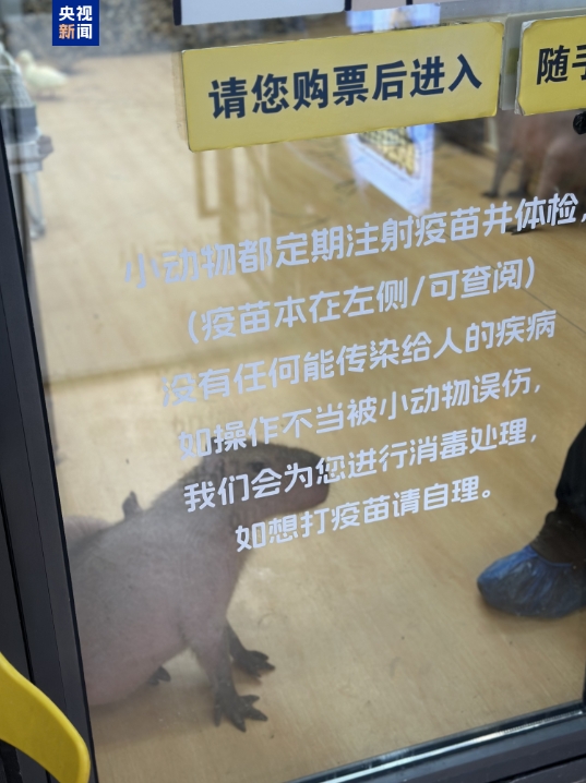 卡皮巴拉、羊驼入驻商场、写字楼究竟暗藏哪些隐患？(图4)