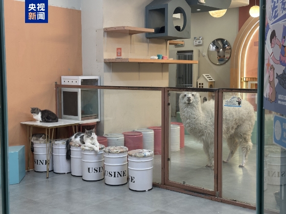 卡皮巴拉、羊驼入驻商场、写字楼究竟暗藏哪些隐患？(图2)