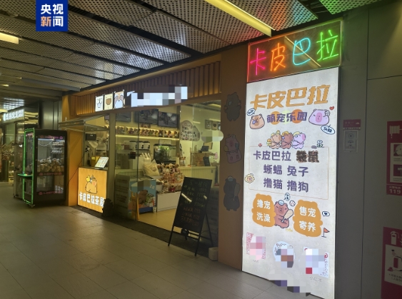卡皮巴拉、羊驼入驻商场、写字楼究竟暗藏哪些隐患？(图1)